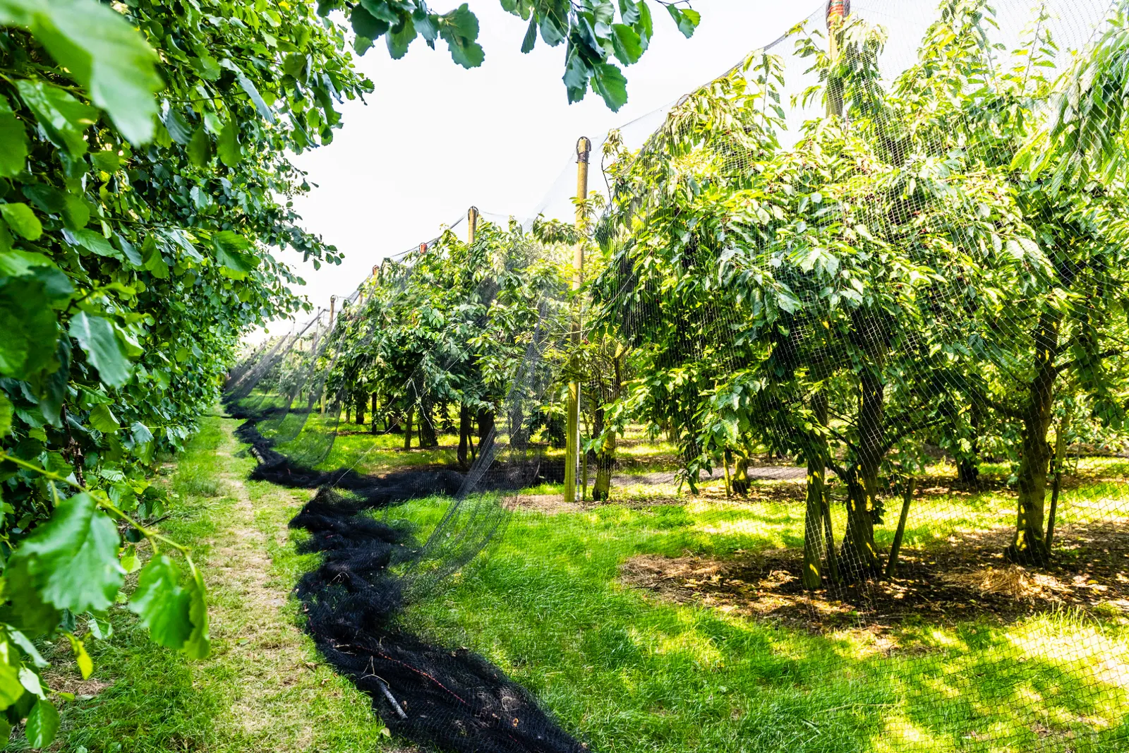 De boomgaard in het voorjaar