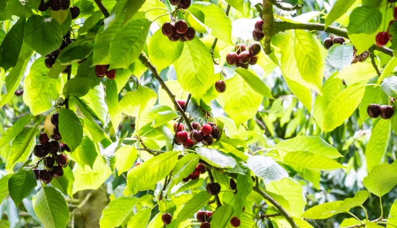 Kersen aan de boom
